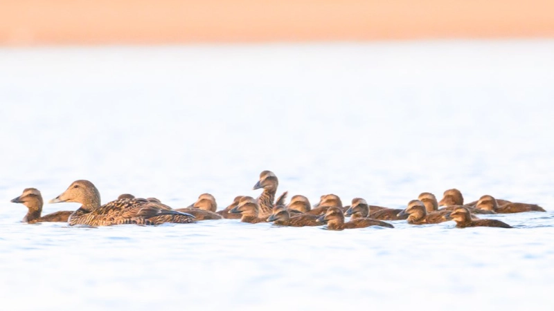 Action for Climate and Environment Newburgh-20